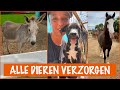 Dagje hard werken met de honden, paarden en ezels | DierenpraatTV