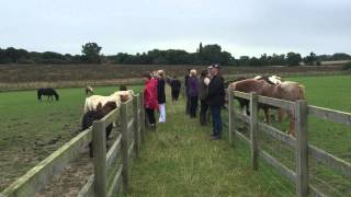 Reiki Chanting at Remus Horse Sanctuary