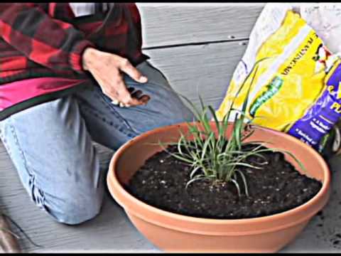 Herb Container Gardening For The Apartment Owner - How to have a garden without a yard