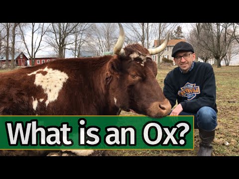 Oxen Basics: What is an Ox?