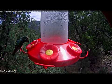 Rivoli's Hummingbird Shows Off Iridescent Gorget, New Name – July 17, 2017