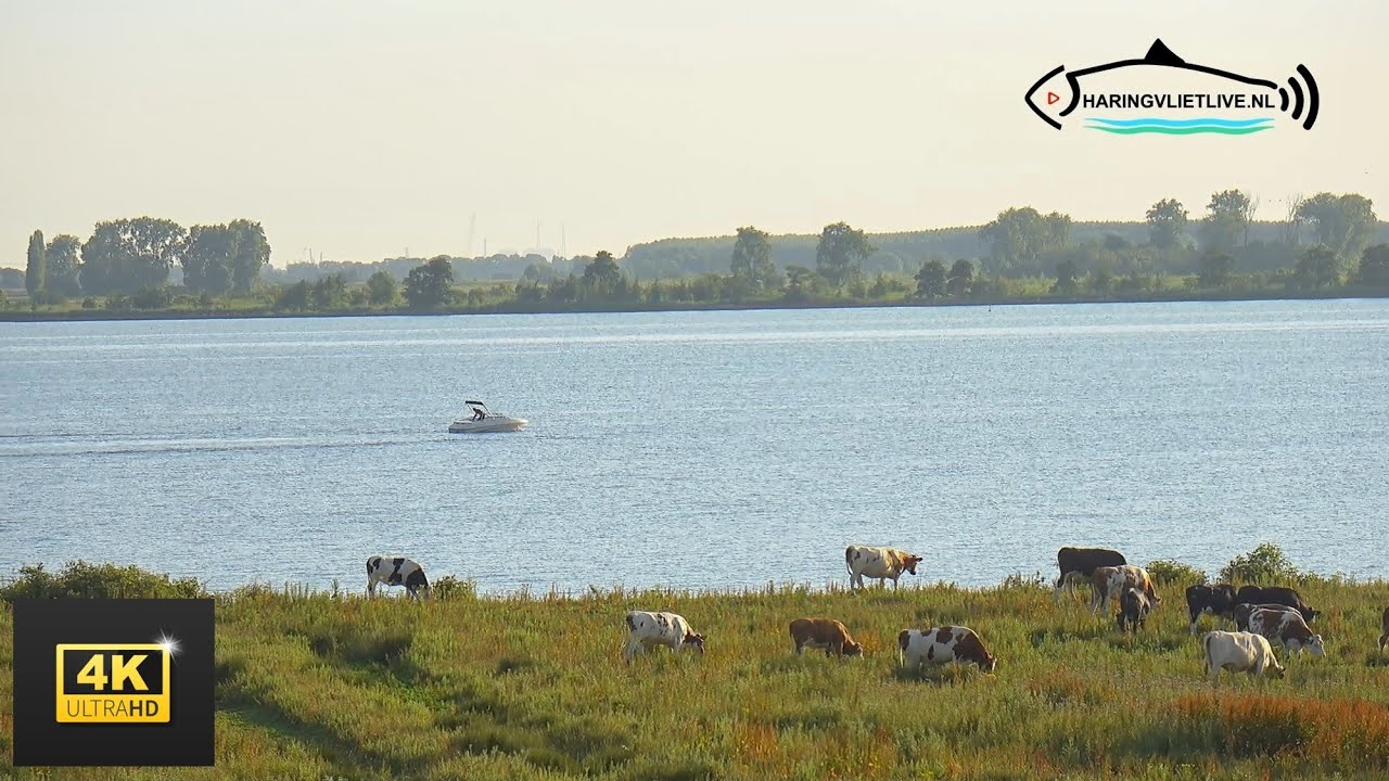 Livestream Haringvliet