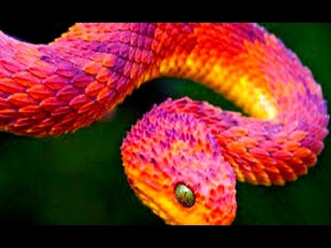 The_Redhead’s Video 117825506528 Y01w0bSMoDQ