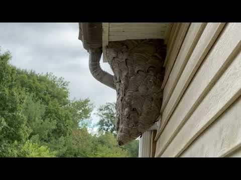 One Massive Bald-Faced Hornet Nest on the...