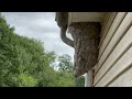 One Massive Bald-Faced Hornet Nest on the Soffit in Eatontown, NJ