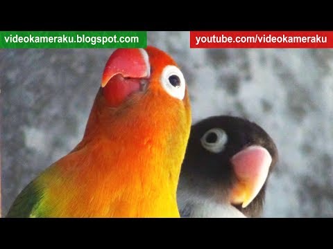 Lovebird Sounds 1 Hour - (June-08-2018)