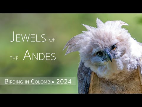 Birding in Colombia: Jewels of the Andes | Birds of Colombia | EP 3/4