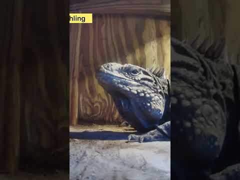 I checked my CCTV camera to see if My iguana was OK . Watch what happens.