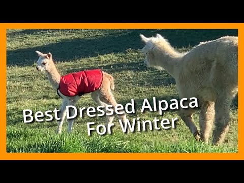 Alpaca Coats - Keeping your ALPACA warm, happy and healthy