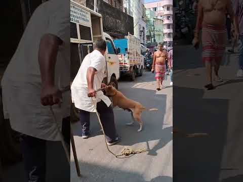 KMC DOG'S CATCHING VAN ! #dog #doglover #ytshorts #animals #streetdog