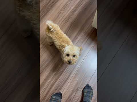 経営学科 可愛いのに意外と凶暴なトイプードル8ヶ月 #toypoodle #puppy #トイプードル