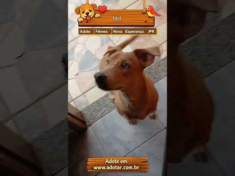 Vídeo de Mel