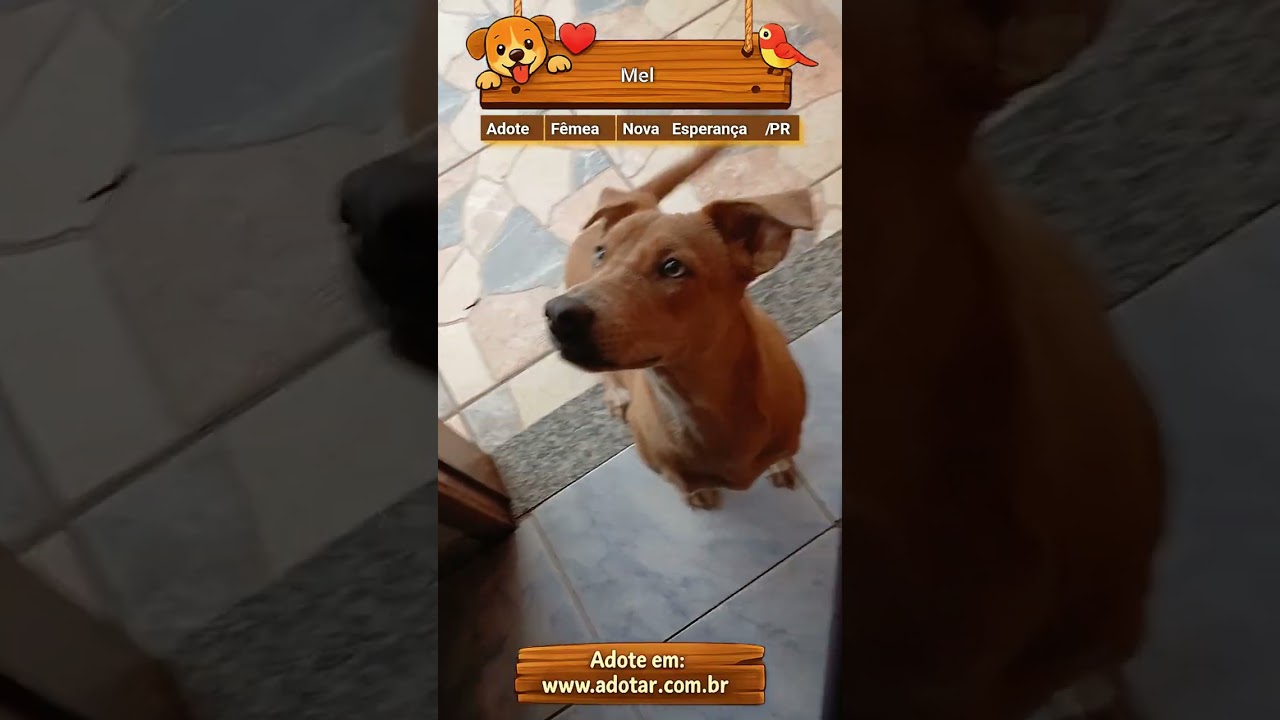 Cachorro raça SRD-ViraLata idade 2 a 6 meses nome Mel