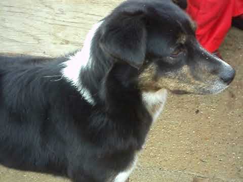 Yurena sucht ein Zuhause - Vermittlung durch TSV ARCA e.V.