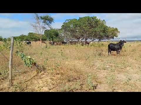 Vendo  barato grande oportunidade chegou 23 hectares 8799102 3154 