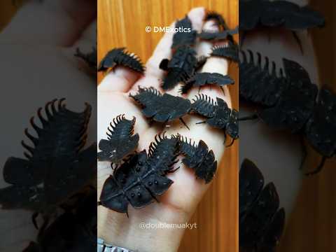 Meet the LIVING FOSSIL Animal 🐞🐞