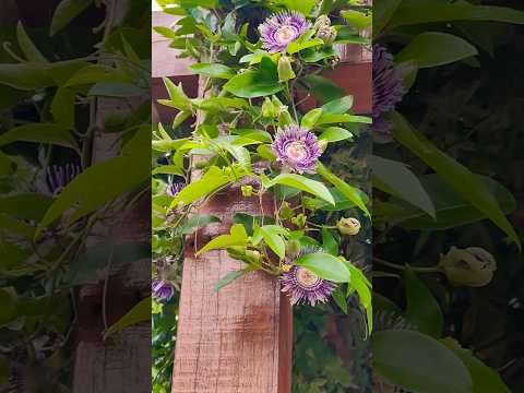 kaurav Pandav flower, Krishna Kamal..🌸🌸 #flowers #nature #shorts #kamal #beautiful #gardening