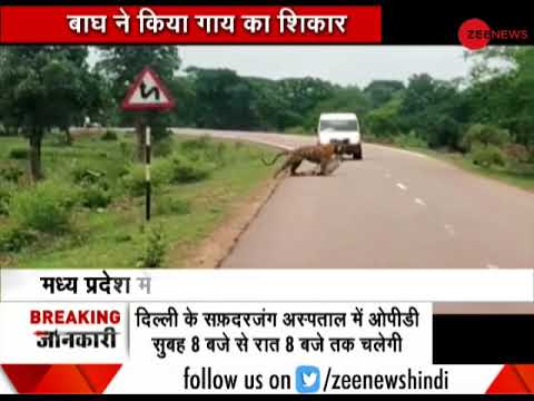 download lagu mp3 mp4 Bollywood Cinema Chopra Khurd Damoh Madhya Pradesh, download lagu Bollywood Cinema Chopra Khurd Damoh Madhya Pradesh gratis, unduh video klip Bollywood Cinema Chopra Khurd Damoh Madhya Pradesh