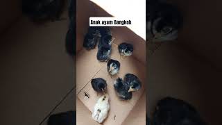 Download lagu panen anak ayam bangkok #ternakayam #ayambangkok #ayambangkokindonesia #ayamkampung mp3 Download lagu panen anak ayam bangkok #ternakayam #ayambangkok #ayambangkokindonesia #ayamkampung mp3