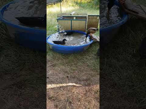 Happy quackers!! Mufasa (the one "eating" the water says I don't water her enough 🤣 #ducks #quack