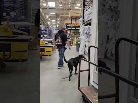 Ruff Pup Dog Training video.