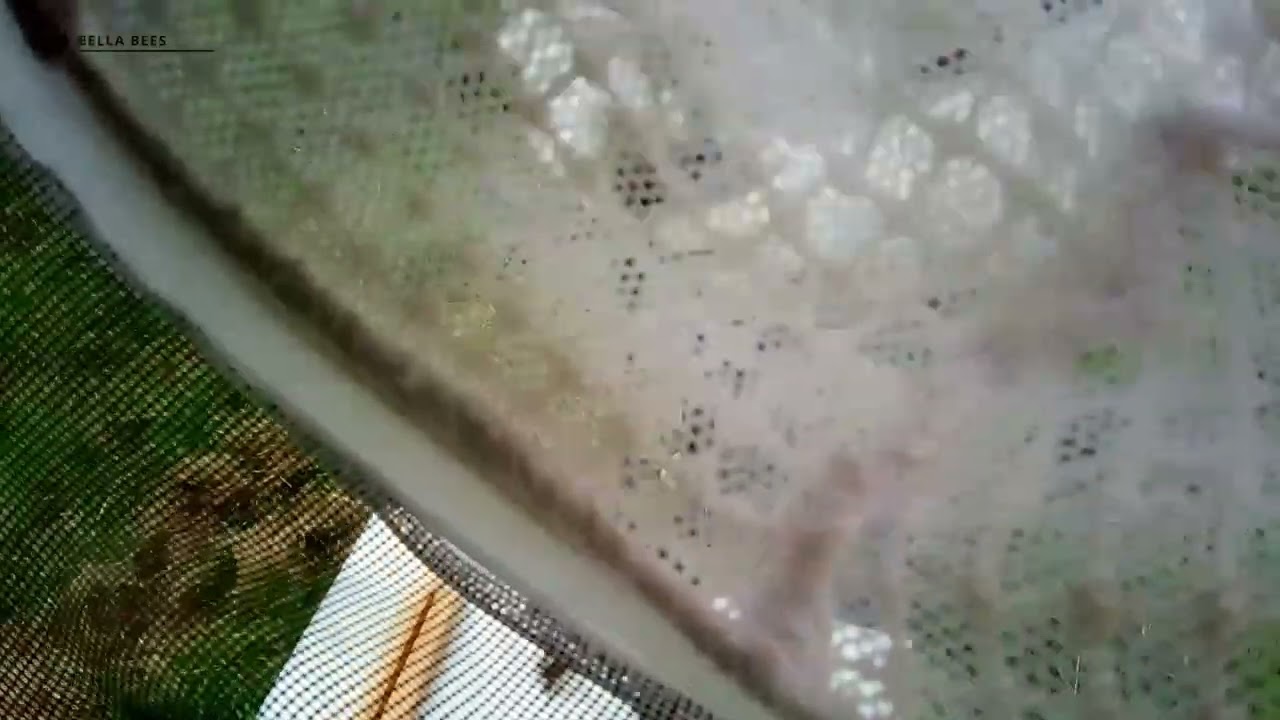 Bella Bees moving hives for sunflower pollination field-school thumbnail