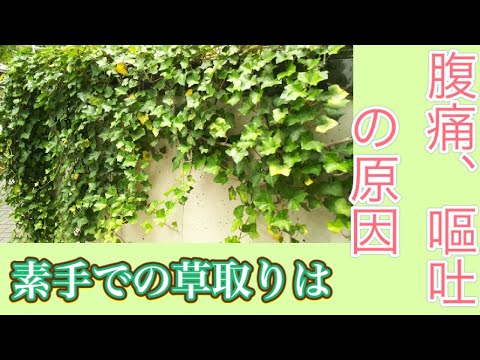 斑点のあるアイビー 植物