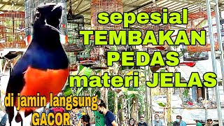 Download lagu SIMULASI LOMBA MURAI BATU mp3