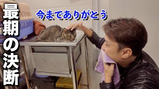 【愛猫の安楽死】苦しみのない旅立ちを選びました。