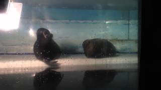 preview picture of video 'Baikal seal (nerpa) in Baikal museum'