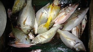 preview picture of video 'Sampan fishing mancing pinggiran laut natuna'