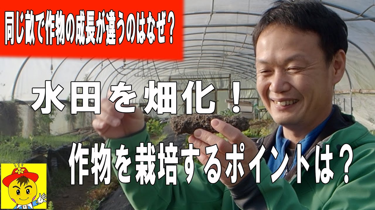 水田の畑化と病気に強い種芋の自家採種