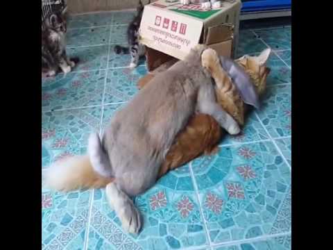 Bunny tries to mate with cat