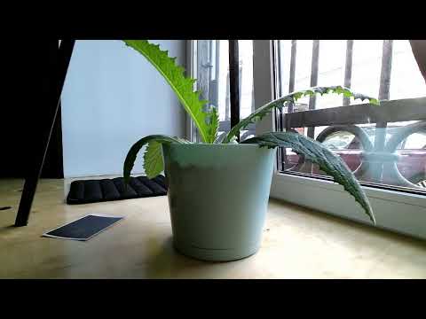Chudo-polyana 2.0: Cirsium rivulare
