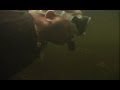 Gator Bump Underwater 2