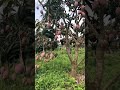 Fresh Mango Fruits Cutting Whatsapp Status Fresh Fruits On Farm Fruits Naturevideo Shorts