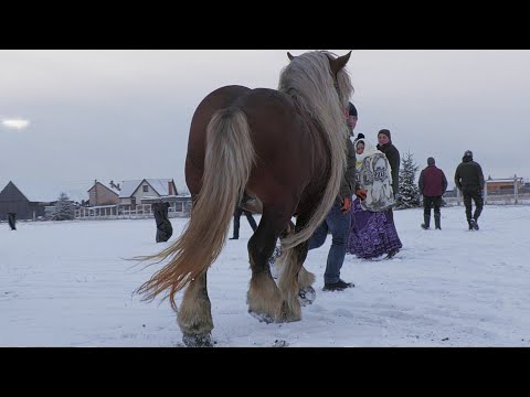 Caii lui Peter Imbre la târgul de la Gheorgheni