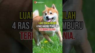 Download lagu Luar Biasa, Inilah 4 Ras Anjing Pemburu Terbaik di Dunia #shorts #anjing #hewan #dog #predator mp3 Download lagu Luar Biasa, Inilah 4 Ras Anjing Pemburu Terbaik di Dunia #shorts #anjing #hewan #dog #predator mp3