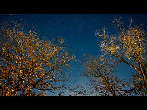 Young Bosnia - Ugandan Knuckles Trap Remix