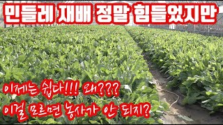 작년까지는 정말 키우기 힘들었던 민들레 재배!!! 이거 알고 농사가 한결 수월해졌어요!! 당진 민들레농가의 …
