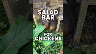 How to make a salad bar for CHICKENS!