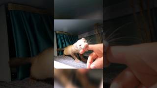 When a ferret wants to show you something: the Series Continues #ferrets #shorts #short #shortvideo