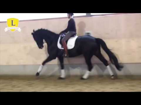 Stute von Diamond Hit, 2011