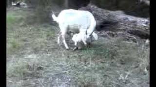 preview picture of video 'nubian / boer goat baby just born meat goat raising goats'