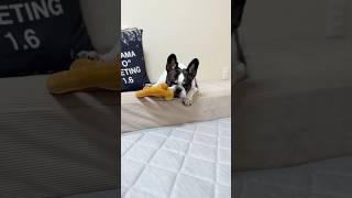 フレブルが最近おてんばで困ってます😭