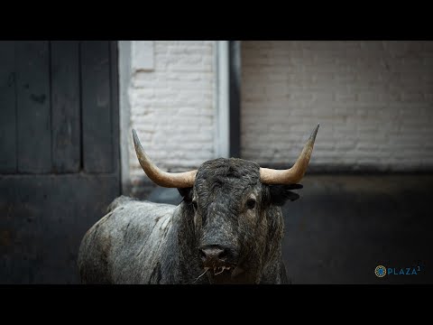 SORTEO | Toros de Victorino Martín, corrida de la Hispanidad