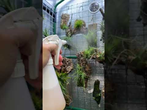 ブルーティランジア 植物