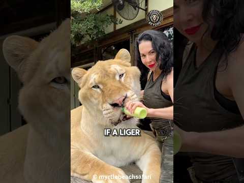 Why Ligers CAN'T SURVIVE in the Wild!🤯
