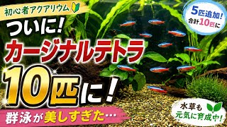 【初心者アクアリウム】ついにカージナルテトラ10匹に！群泳が想像以上に美しかった✨