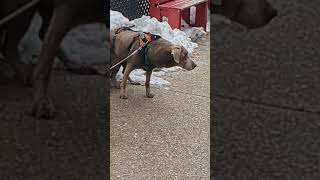 Download lagu who does this! #horrible #animals mp3 Download lagu who does this! #horrible #animals mp3